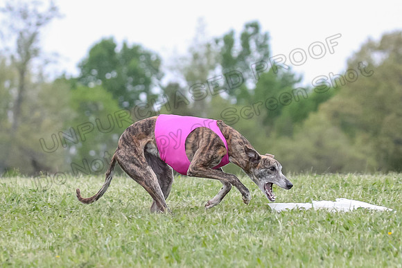 Finals Open E4, Sunshine Siren Shadow-1147