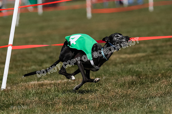 Prg 3, Race 10, Blitz Moonstruck Fortuna Tipa-2189