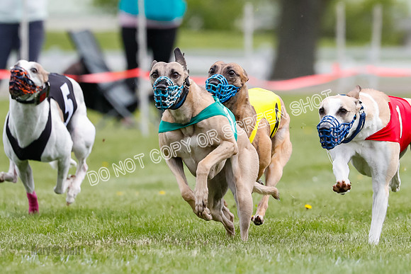 WRA, Prg 1, Race 14, Chase Buttercup Joplin Cinder Navi-8513