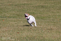 Jack Russells