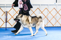 American Bred Dog
