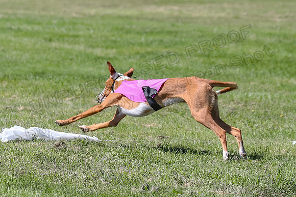 Finals Fch 1 Willow Penny Madyson-8288