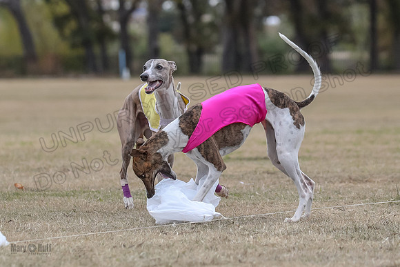 Finals Open 4 Rigel Trixie-4151