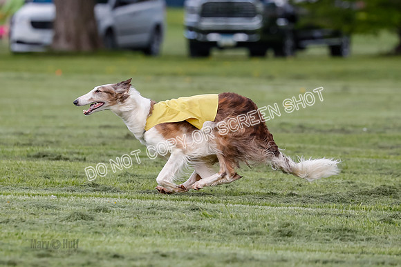 Prelim, Open, Rainbow Vera-8478
