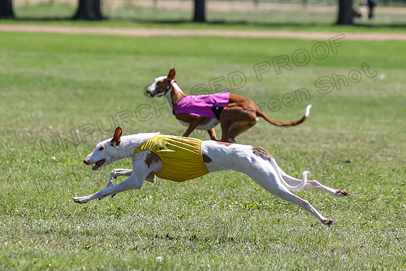 Finals Fch 1 Willow Penny Madyson-8245