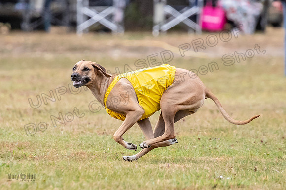 Finals Fch 1 Islay Opal Dakota-2411