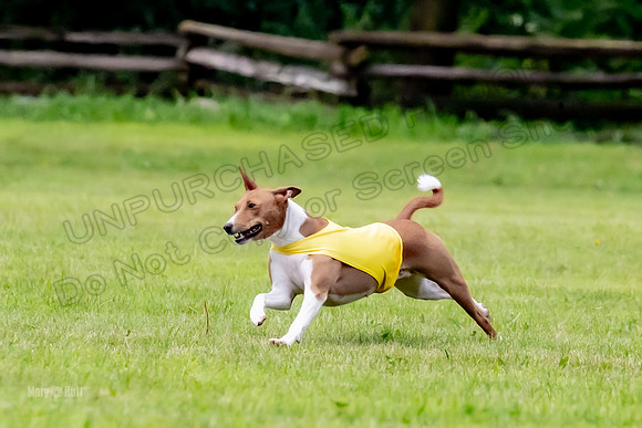 Finals Basenji-1346