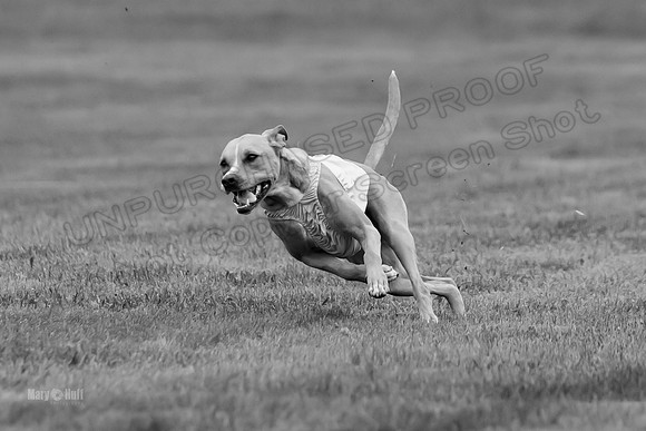 Prelims Zara-0807-2