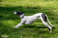 Dogs, Jackson Aug 31-2026