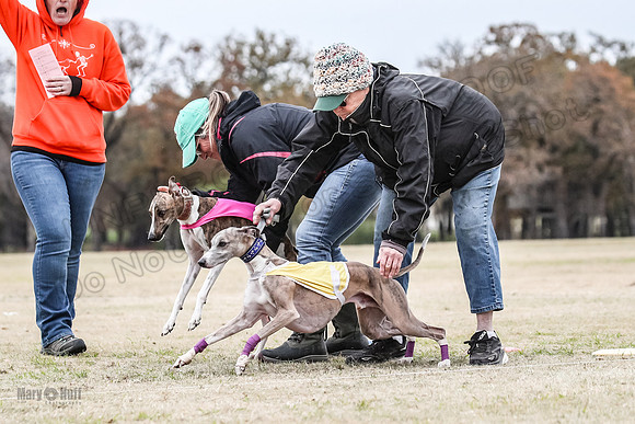 Finals Open 4 Rigel Trixie-4090