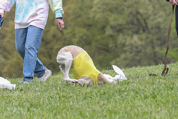 Finals Open C1, Oscar Strummer Rex-0659