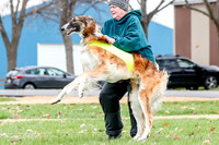 2 Finals Borzoi Open, Bene-9347