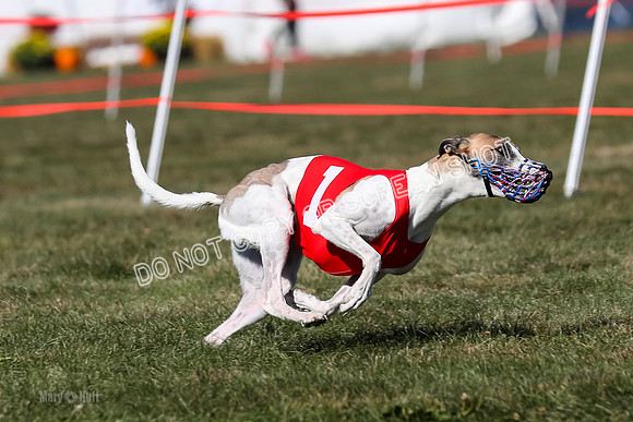 Prg 4, Race 3, Fortuna Rosie Mika Warrior-2537