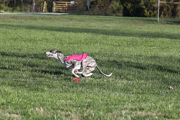 1 Prelim Open A-1 Allison Arlo CaraCara-2988