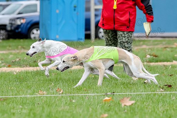 2 Finals Whippet Open, Reno Wyatt-9384