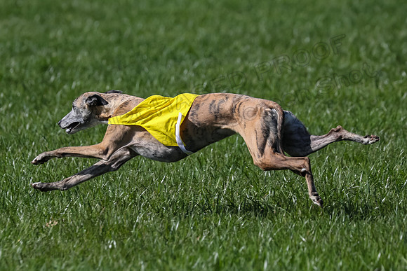 1 Prelim Vet A-1, Karmen Smooch Carney-8405