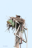 Osprey