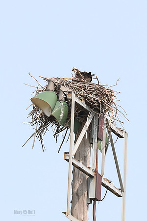 Osprey