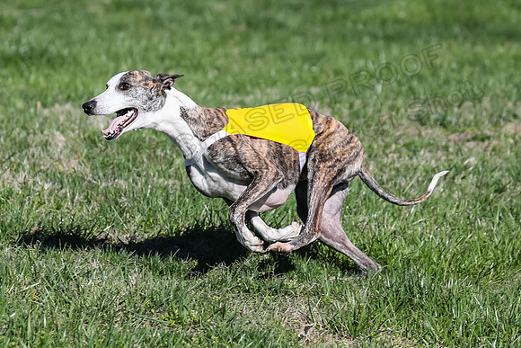 1 Prelim Fch B-2, Captain Mantle King Midas-3623