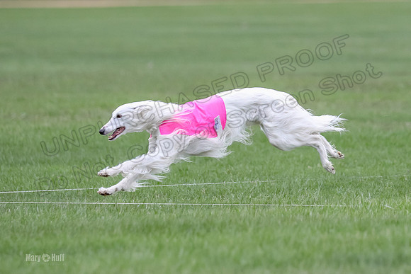 Silken BOB Finnegan Joker-0648