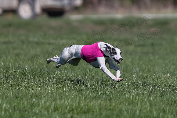 1 Prelim Fch B-4, Darling Echo-3655