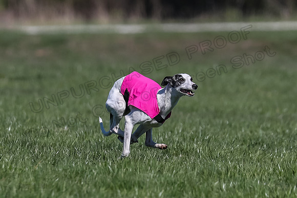 1 Prelim Fch B-4, Darling Echo-3657