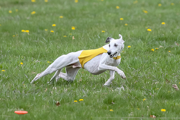 Finals Whippet Veteran-4742