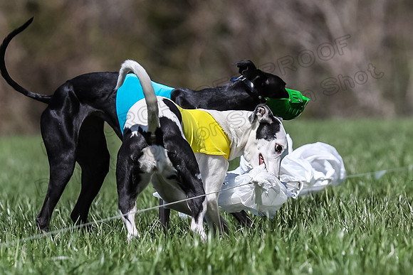 2 Finals Veterans A-3, Harlee Smooch titan-0951
