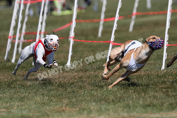 Prg 3, Race 8, Barley Grit Piranha Toodles-2122