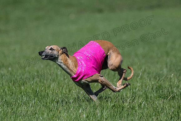 1 Prelim Vet A-1, Karmen Smooch Carney-8392