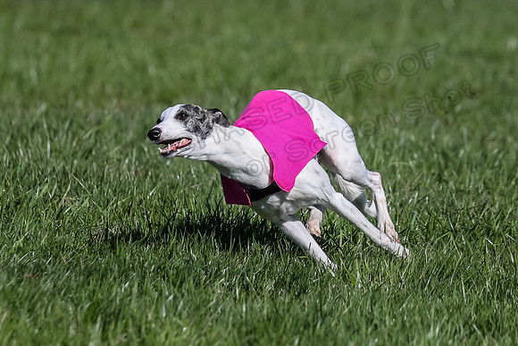 1 Prelim Fch B-4, Darling Echo-3666