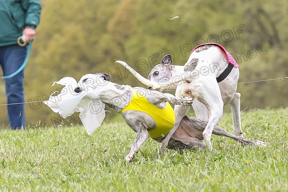 Finals Vets 2, Dora Nellie Akela-2311