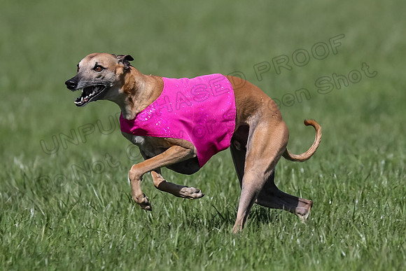 1 Prelim Vet A-1, Karmen Smooch Carney-8389
