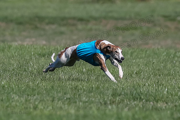 1 Prelim Fch A-4, Whisper Patron Waylon-3552