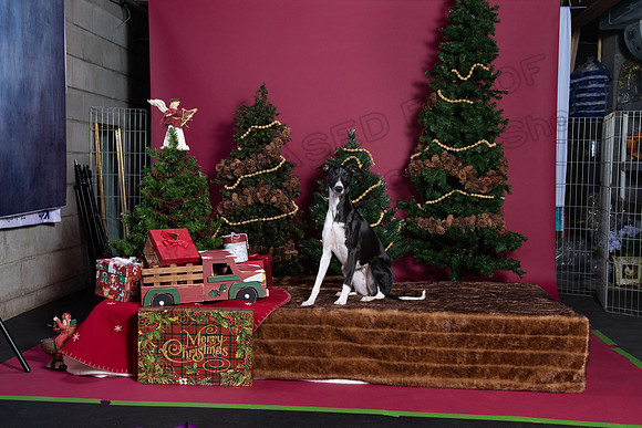 xmas strack-394