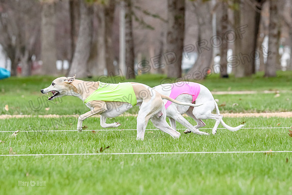2 Finals Whippet Open, Reno Wyatt-9387