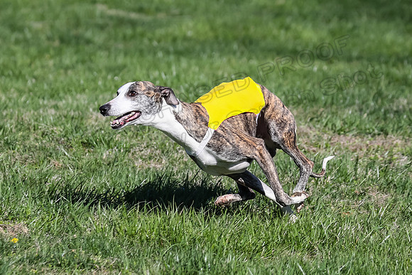 1 Prelim Fch B-2, Captain Mantle King Midas-3622