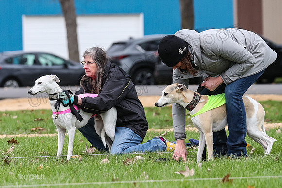 2 Finals Whippet Open, Reno Wyatt-9373