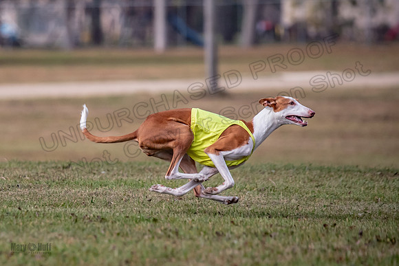 Finals Fch 2 Beastie Willow Ginny-3192