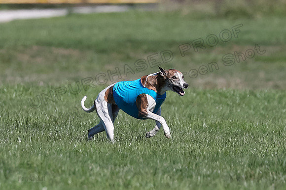 1 Prelim Fch A-4, Whisper Patron Waylon-3551