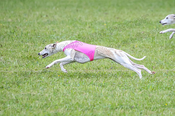 Prelim Open B5, Wiley Pippi Indy-8522