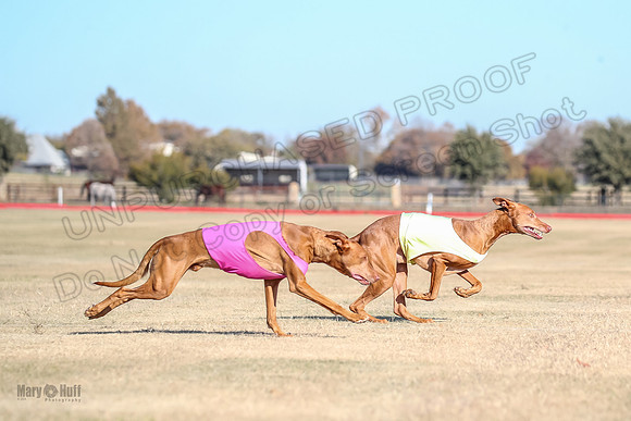 1Prelims Vet 1 Caper Copper-0957