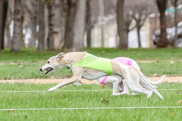 2 Finals Whippet Open, Reno Wyatt-9386