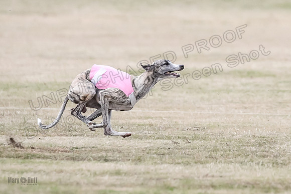1Prelim Open 2 Shine Maverick Steel-2994