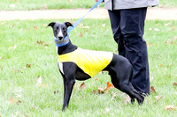 AKC Sunday Singles