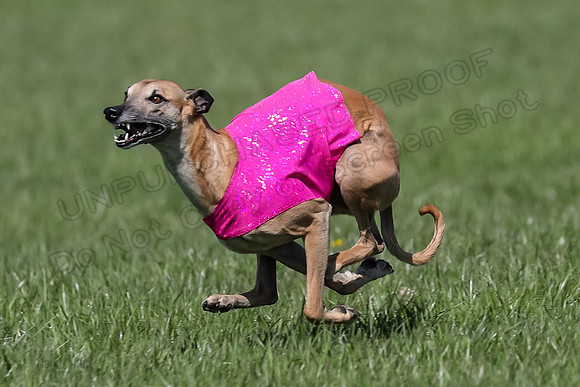 1 Prelim Vet A-1, Karmen Smooch Carney-8388