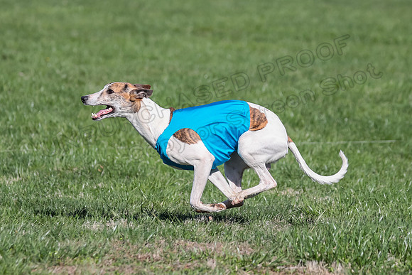 1 Prelim Fch A-4, Whisper Patron Waylon-3573
