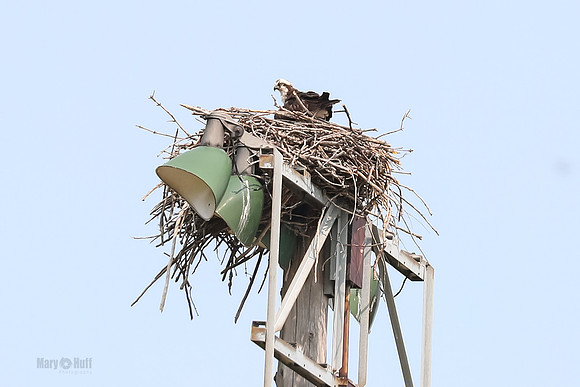 Osprey