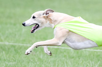 1 Prelims Whippet Open, Reno Wyatt-9227