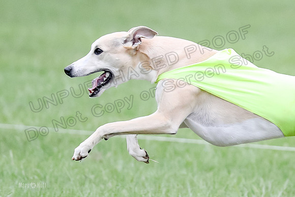 1 Prelims Whippet Open, Reno Wyatt-9227